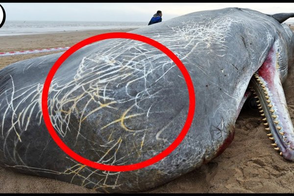 Как зарегистрироваться на кракене